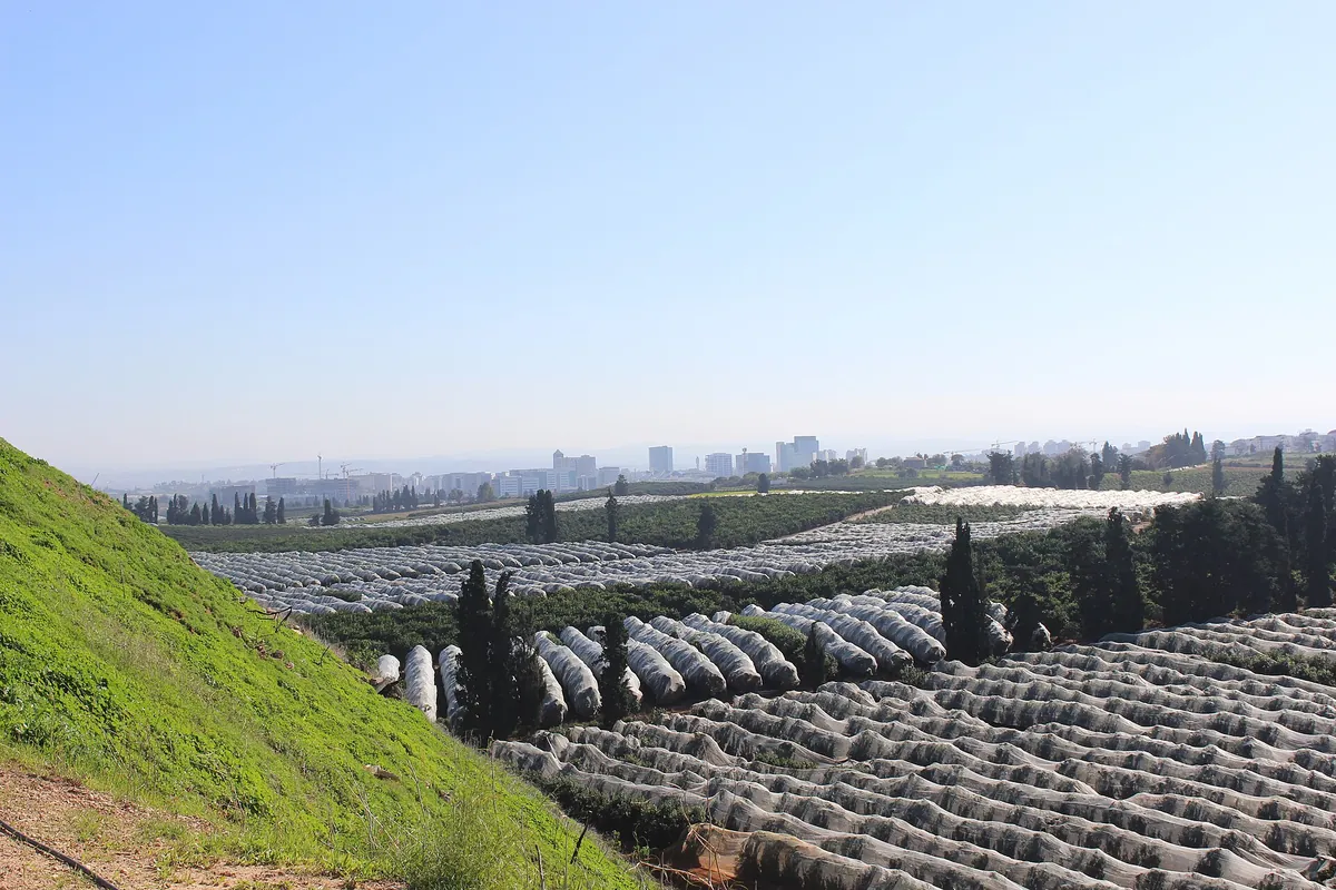 The Farmers' Grove of carob and cypress trees in north Ra'anana