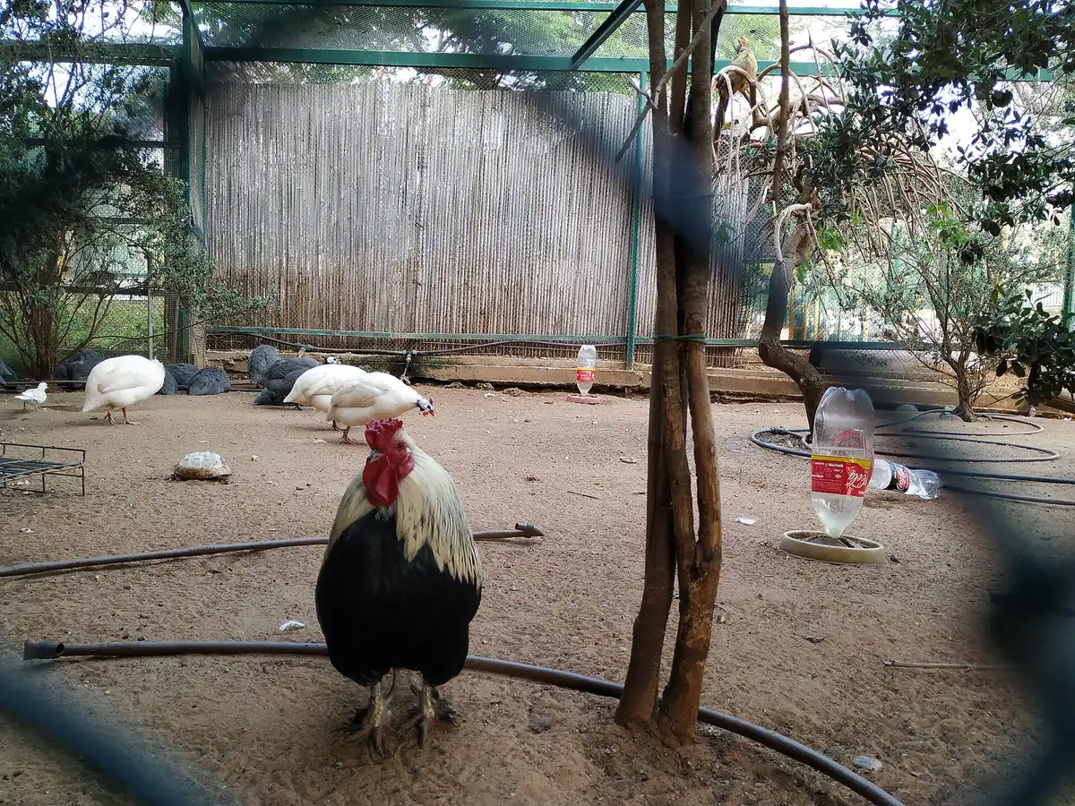 Birds in the animal corner (Pinat HaChai) in Ra'anana Park