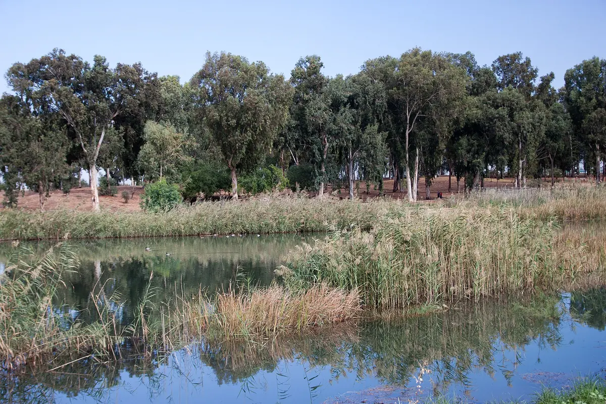 The lake at Yarkon National Park near Tel Afek